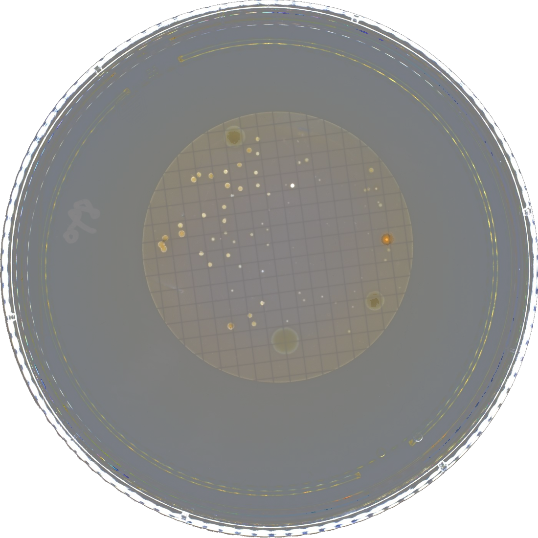 Membrane colony image captured with 0 degree dark-field illumination